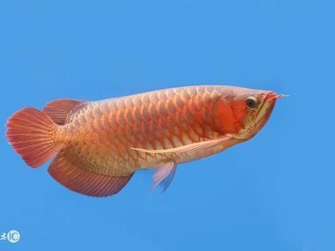 金龍魚疾病預防與治療：金龍魚疾病的預防與治療