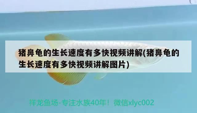 豬鼻龜?shù)纳L速度有多快視頻講解(豬鼻龜?shù)纳L速度有多快視頻講解圖片)
