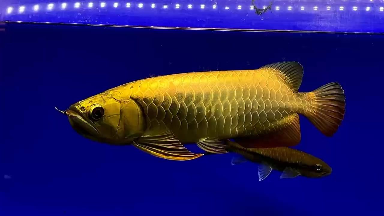龍魚掉尾需要多久才能恢復（龍魚掉尾后多久喂食合適，）