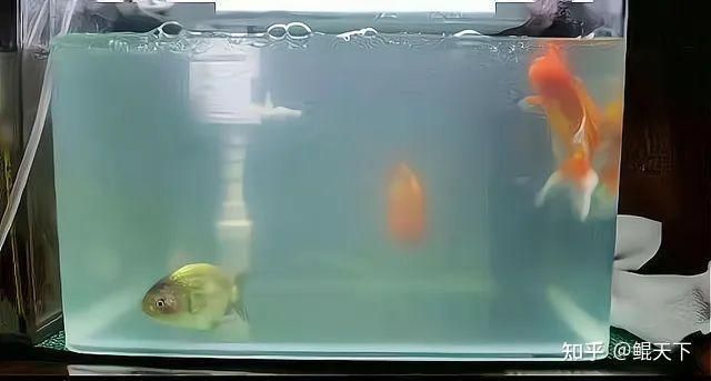 觀賞魚經常死是什么原因（觀賞魚為什么會死亡）