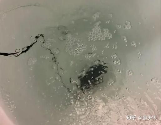 觀賞魚(yú)經(jīng)常死是什么原因（觀賞魚(yú)為什么會(huì)死亡）