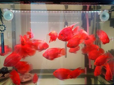 60x60x40魚缸：60x60x40厘米的魚缸適合養什么魚