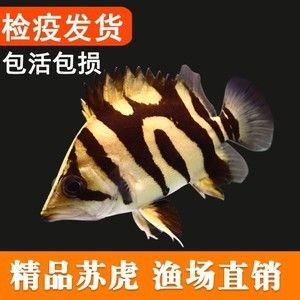 虎魚吃活食怎么檢疫：喂養虎魚活食怎么檢疫 虎魚吃活食怎么檢疫：喂養虎魚活食怎么檢疫 虎魚百科 第2張