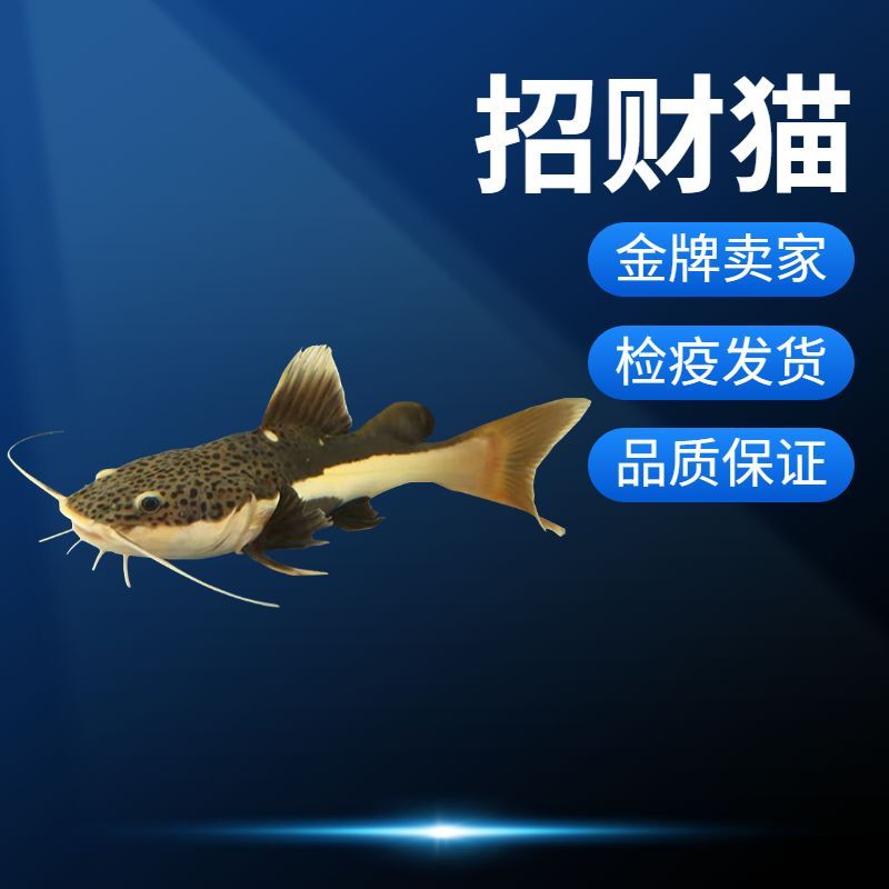 虎魚吃活食怎么檢疫：喂養虎魚活食怎么檢疫 虎魚吃活食怎么檢疫：喂養虎魚活食怎么檢疫 虎魚百科 第3張