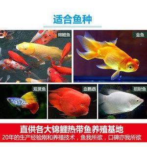 觀賞魚類養殖論文（關于觀賞魚養殖的論文和參考資料）