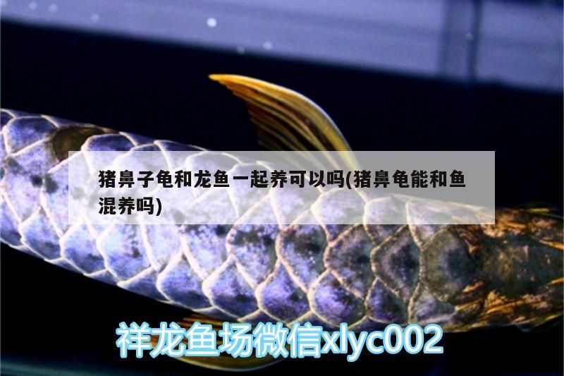豬鼻子龜和龍魚一起養可以嗎(豬鼻龜能和魚混養嗎) 豬鼻子龜和龍魚一起養可以嗎(豬鼻龜能和魚混養嗎) 豬鼻龜百科