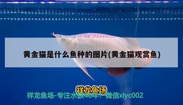 黃金貓是什么魚(yú)種的圖片(黃金貓觀賞魚(yú))
