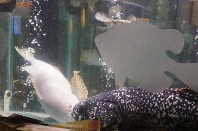 水族館貨源怎么找：水族館貨源市場調(diào)研怎么做