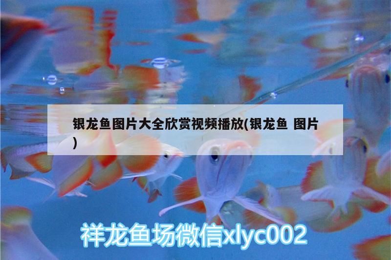 銀龍魚圖片大全欣賞視頻播放(銀龍魚圖片) 銀龍魚圖片大全欣賞視頻播放(銀龍魚圖片) 銀龍魚百科