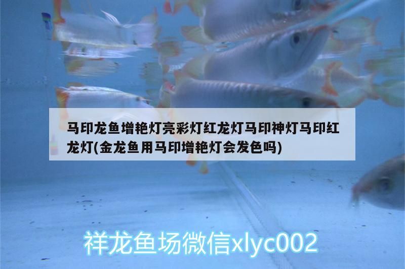 馬印龍魚增艷燈亮彩燈紅龍燈馬印神燈馬印紅龍燈(金龍魚用馬印增艷燈會發色嗎)