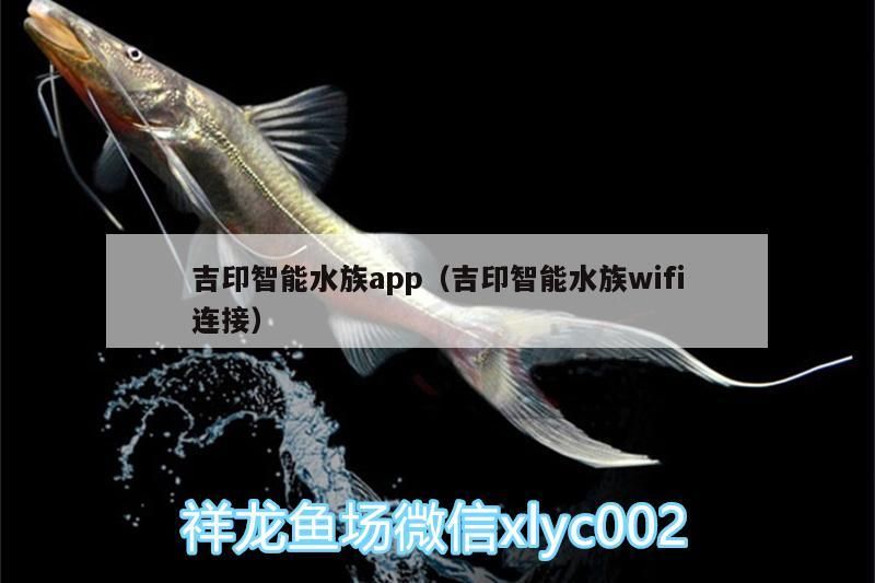 吉印智能水族app（吉印智能水族wifi連接）