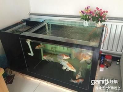 1米x0.5米的魚缸養錦鯉幾條：一米多的魚缸能養幾條錦鯉