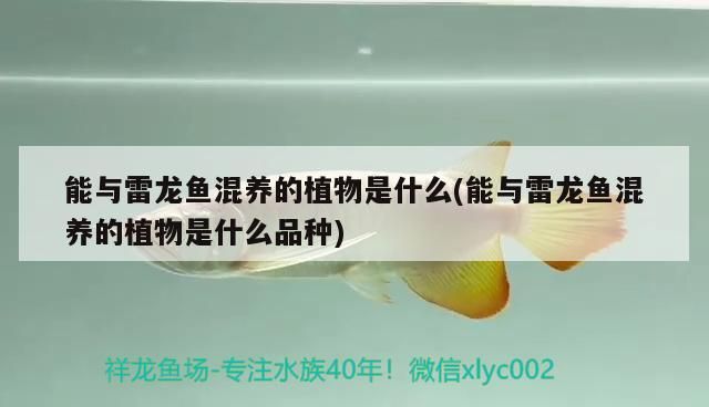 能與雷龍魚混養的植物是什么(能與雷龍魚混養的植物是什么品種) 能與雷龍魚混養的植物是什么(能與雷龍魚混養的植物是什么品種) 元寶鳳凰魚百科