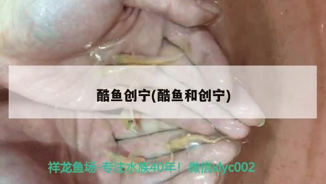 酷魚創寧(酷魚和創寧) 酷魚創寧(酷魚和創寧) 創寧水族
