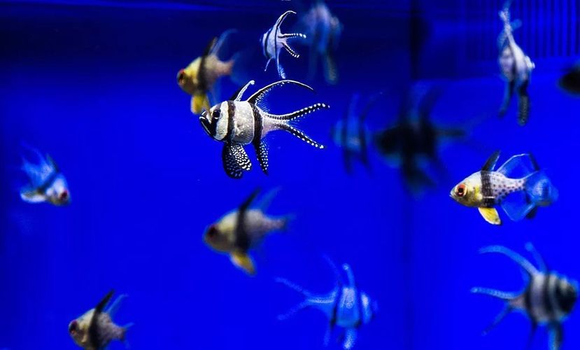 水族館要預(yù)約嗎多少錢（三亞亞特蘭蒂斯水族館優(yōu)惠購票攻略）