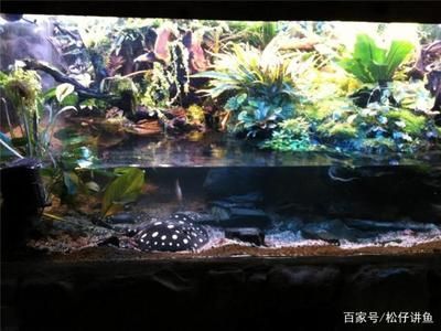 魟魚入缸多久能開燈：魟魚入缸后開燈時間主要取決于以下幾個因素