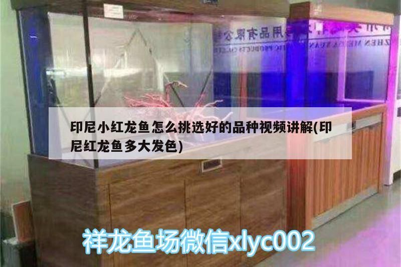 印尼小紅龍魚怎么挑選好的品種視頻講解(印尼紅龍魚多大發色) 印尼小紅龍魚怎么挑選好的品種視頻講解(印尼紅龍魚多大發色) 紅龍魚百科