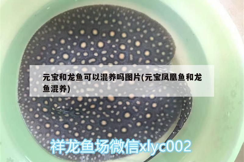 元寶和龍魚可以混養嗎圖片(元寶鳳凰魚和龍魚混養)