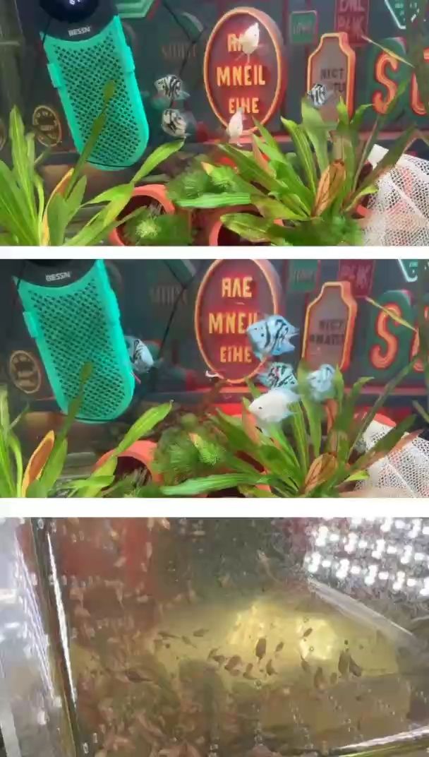 桃心縮尾迷你鸚鵡魚天津個人玩家