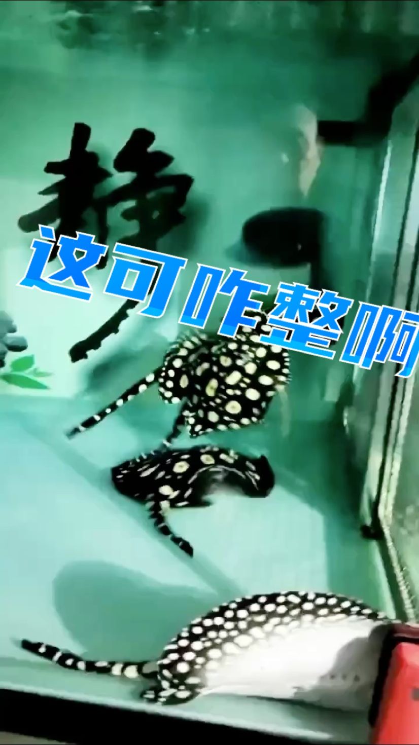 耍流氓