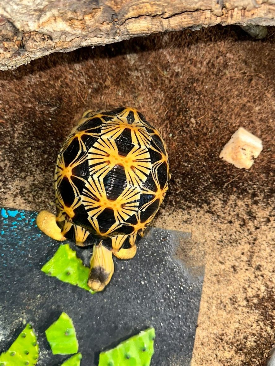 輻射陸龜品鑒 龍魚論壇 第2張 輻射陸龜品鑒 輻射陸龜品鑒 龍魚論壇 第2張