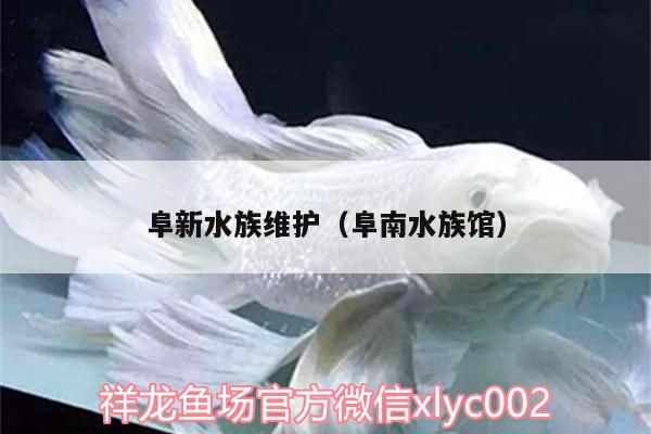 觀賞魚 阜新水族維護(阜南水族館) 錦鯉魚百科 阜新水族維護(阜南水族館) 阜新水族維護(阜南水族館) 錦鯉魚百科