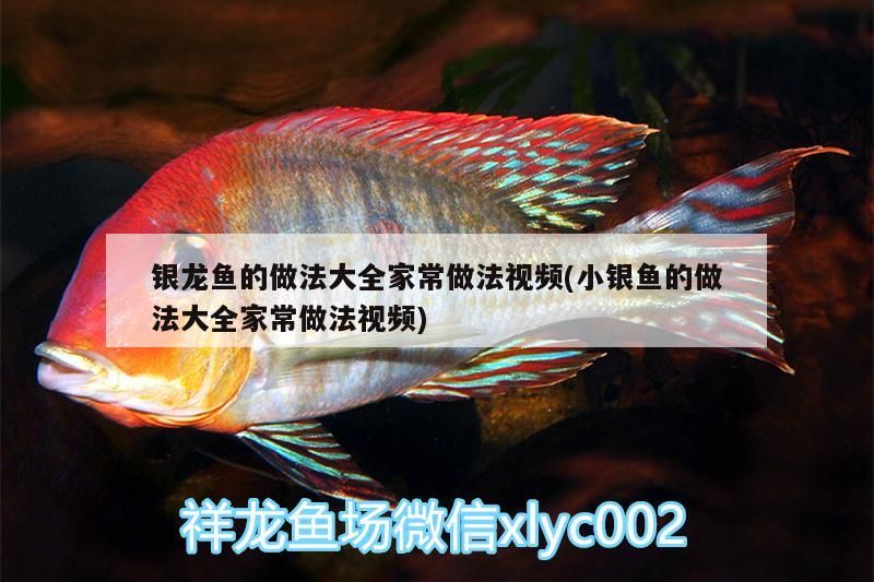 銀龍魚的做法大全家常做法視頻(小銀魚的做法大全家常做法視頻)