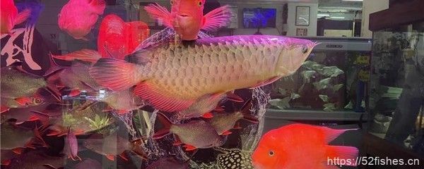 龍魚掉眼降低水位有用嗎 龍魚掉眼降低水位有用嗎 龍魚百科 第1張