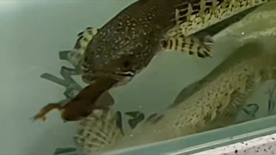 吃蛤蟆 吃蛤蟆 龍魚論壇