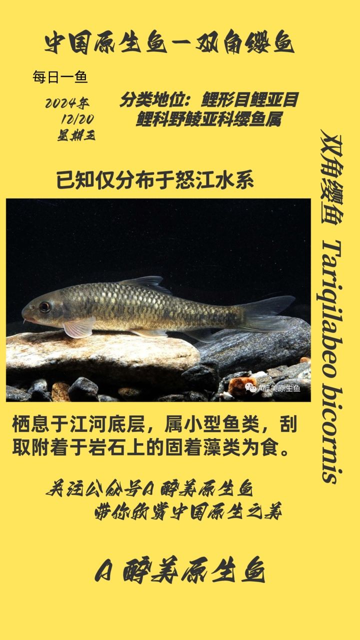 雙角纓魚