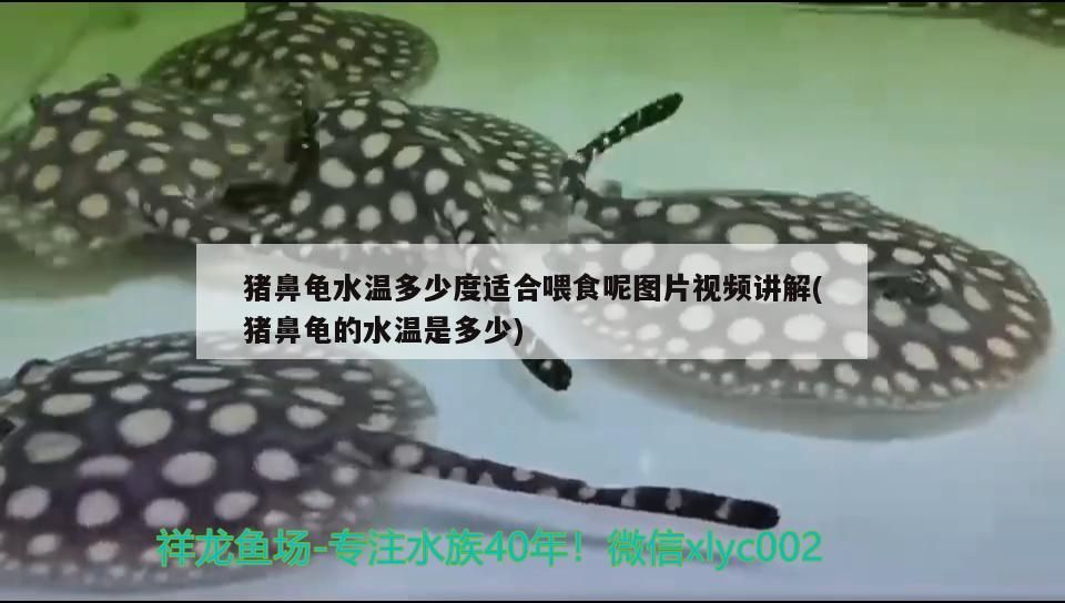 豬鼻龜水溫多少度適合喂食呢圖片視頻講解(豬鼻龜的水溫是多少)