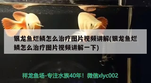 龍魚打架身上爛了怎么辦vs祥龍魚場：祥龍魚打架傷口處理方法及預(yù)防龍魚打架傷口處理方法