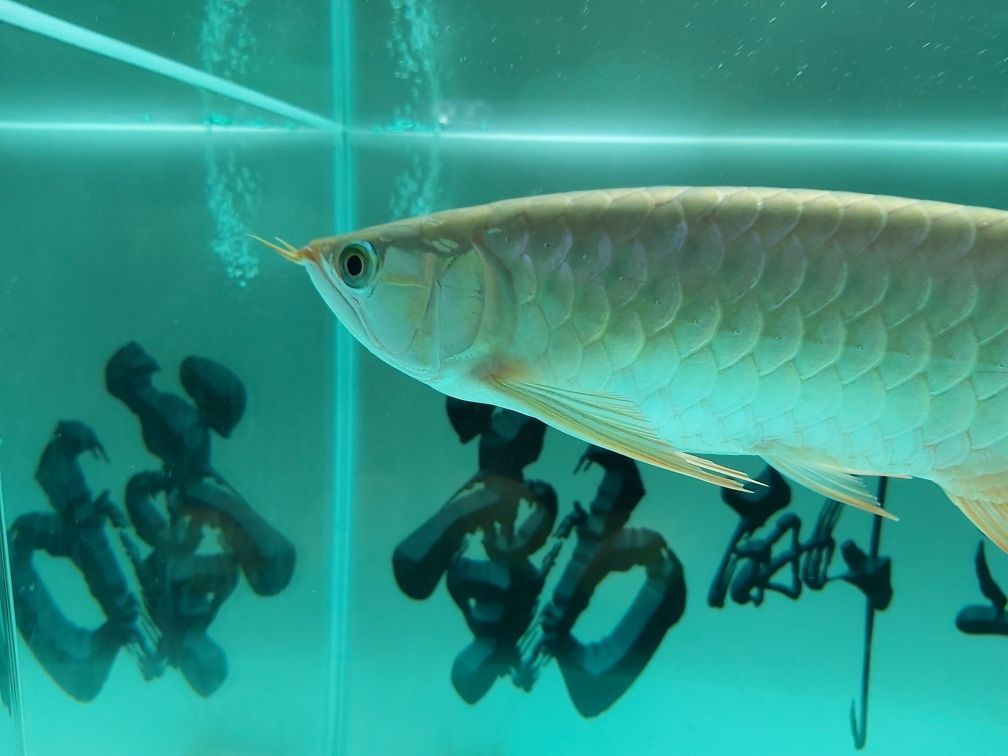 中牟縣哪里有賣魚缸的店鋪（中牟魚市場）