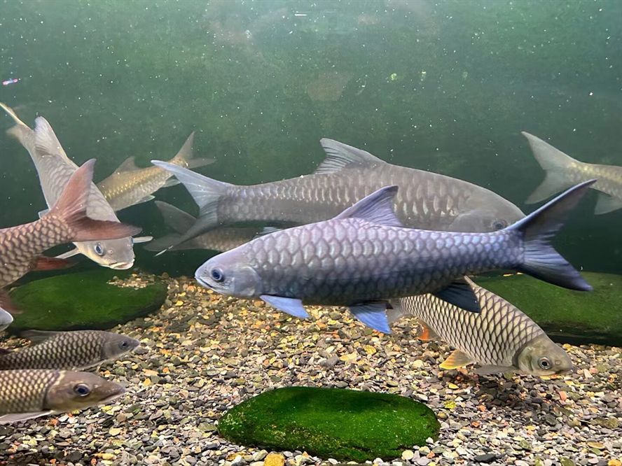 這是啥魚
