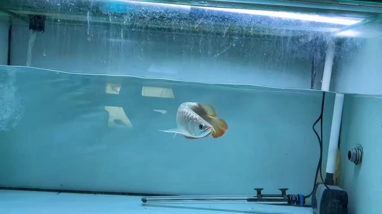 到三角板，胸鰭有深度，后三有三叉感，魚(yú)的前途還是很硬朗 到三角板，胸鰭有深度，后三有三叉感，魚(yú)的前途還是很硬朗 龍魚(yú)論壇