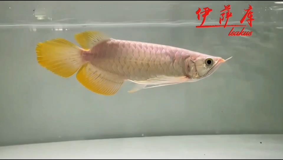 伊薩庫S，漂亮的魚，精致的個體