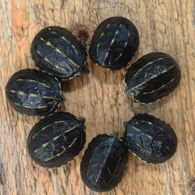 豬鼻龜腐皮能自愈嗎：豬鼻龜掉皮什么原因