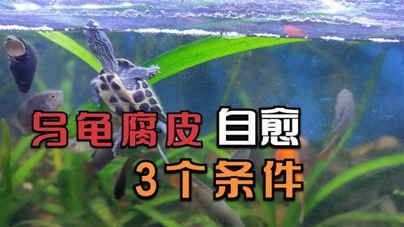 豬鼻龜腐皮能自愈嗎：豬鼻龜掉皮什么原因