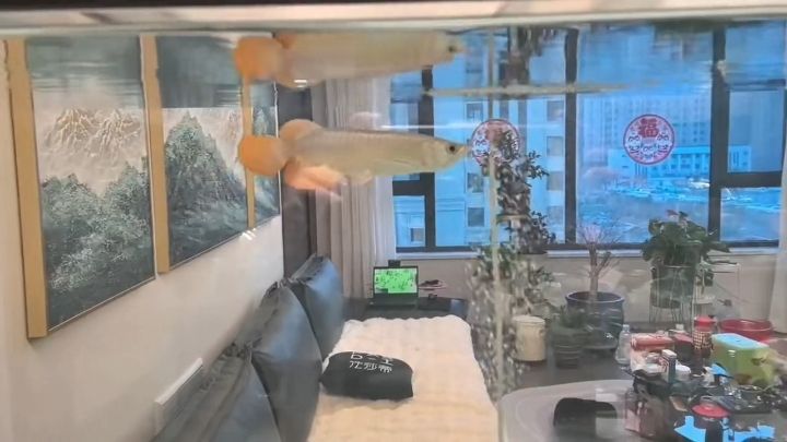 2024.12.09 道荷玄鳥記錄貼 2024.12.09 道荷玄鳥記錄貼 龍魚論壇 第1張
