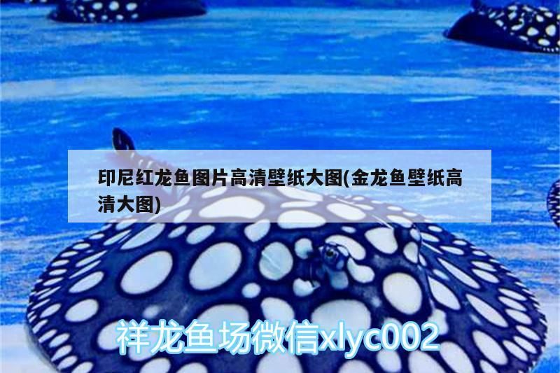 印尼紅龍魚圖片高清壁紙大圖(金龍魚壁紙高清大圖)