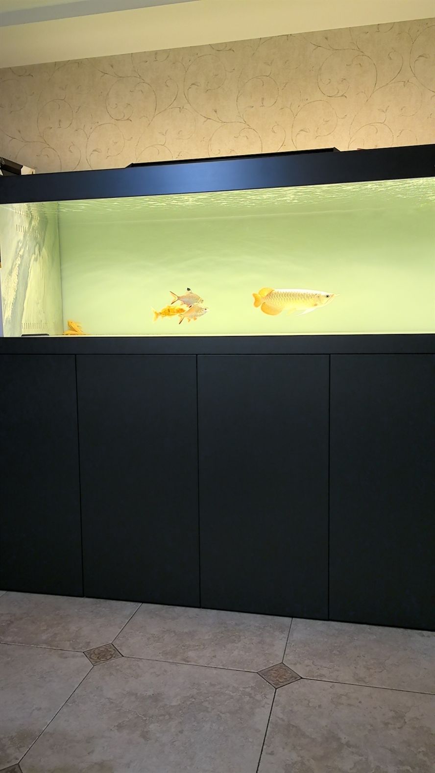 20241219，總得有個愛好吧，新龍魚，35公分左右