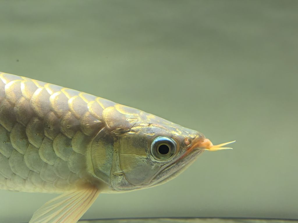 20241219，總得有個愛好吧，新龍魚，35公分左右