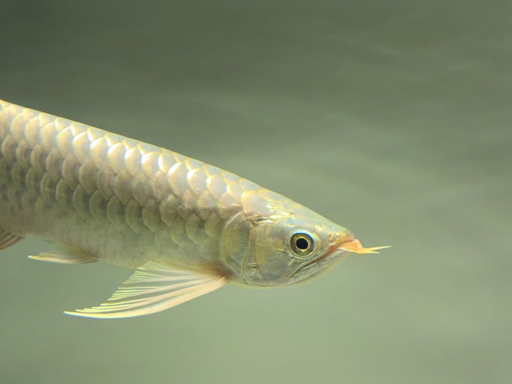 20241219，總得有個愛好吧，新龍魚，35公分左右