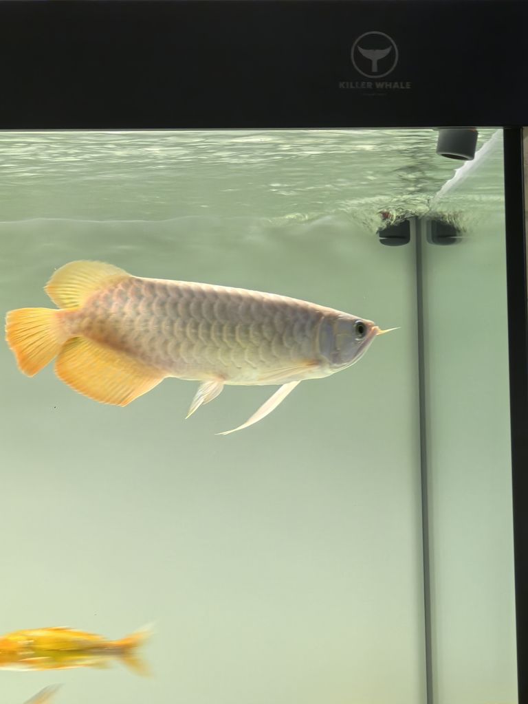 20241219，總得有個愛好吧，新龍魚，35公分左右