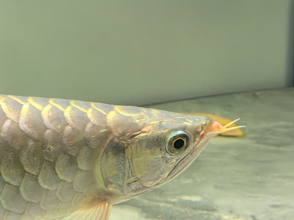 20241219，總得有個愛好吧，新龍魚，35公分左右