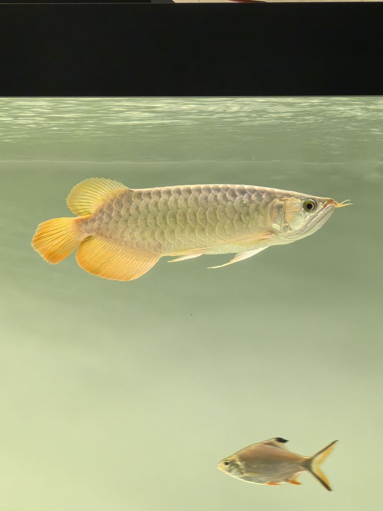 20241219，總得有個愛好吧，新龍魚，35公分左右