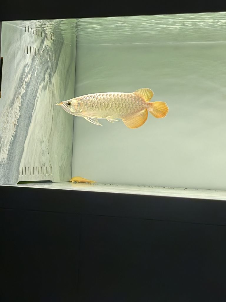 20241219，總得有個愛好吧，新龍魚，35公分左右