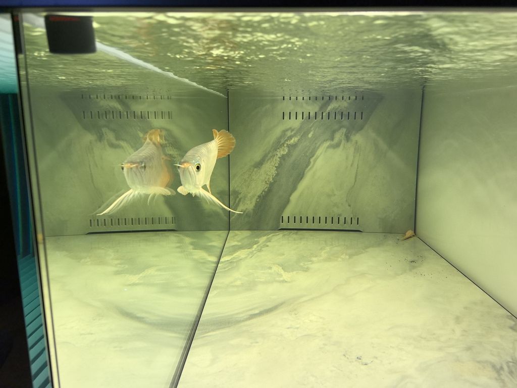 20241219，總得有個愛好吧，新龍魚，35公分左右