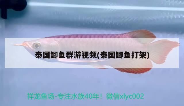 元寶鳳凰魚食性研究進展：元寶鳳凰魚專用魚糧配方揭秘元寶鳳凰魚營養需求與疾病預防 元寶鳳凰魚食性研究進展：元寶鳳凰魚專用魚糧配方揭秘元寶鳳凰魚營養需求與疾病預防 元寶鳳凰魚百科 第5張
