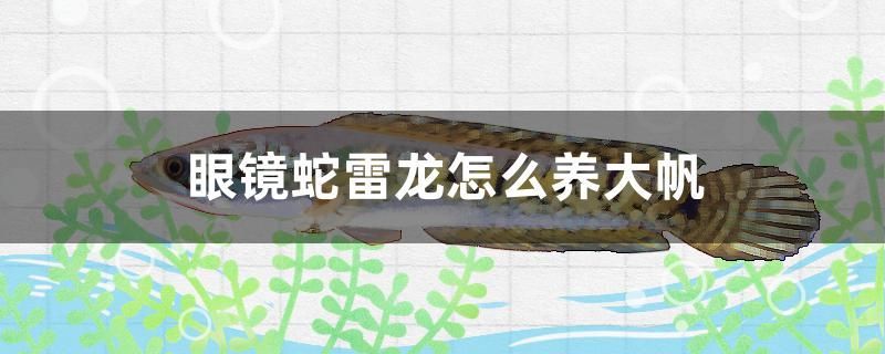眼鏡蛇雷龍?jiān)趺答B(yǎng)大帆